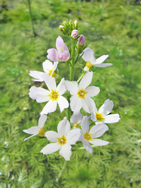 Preview: Wasserfeder